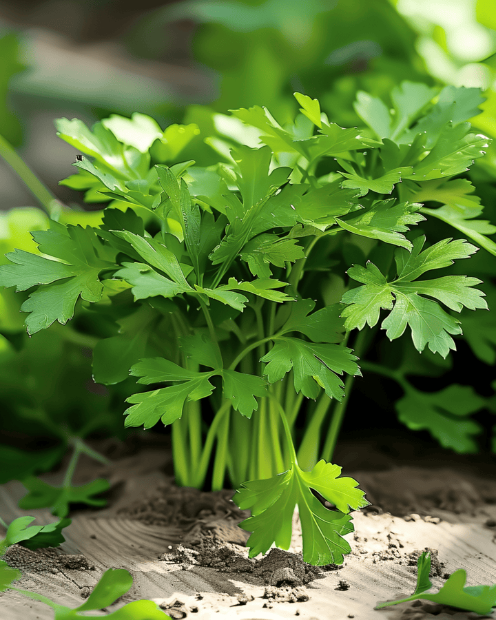 Persiljafrön Amsterdamse Snij (Petroselinum crispum) – tvåårig ört