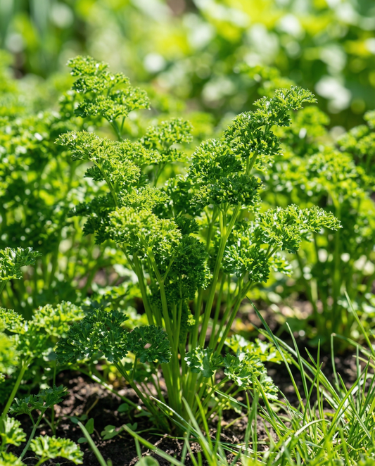 Persilja Bravour (Petroselinum crispum) – tvååriga örtfrön från SeedsChoice