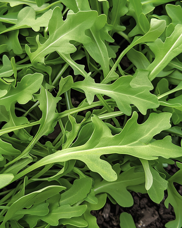 Vild ruccola frön (Diplotaxis tenuifolia) – ettårig grönsak