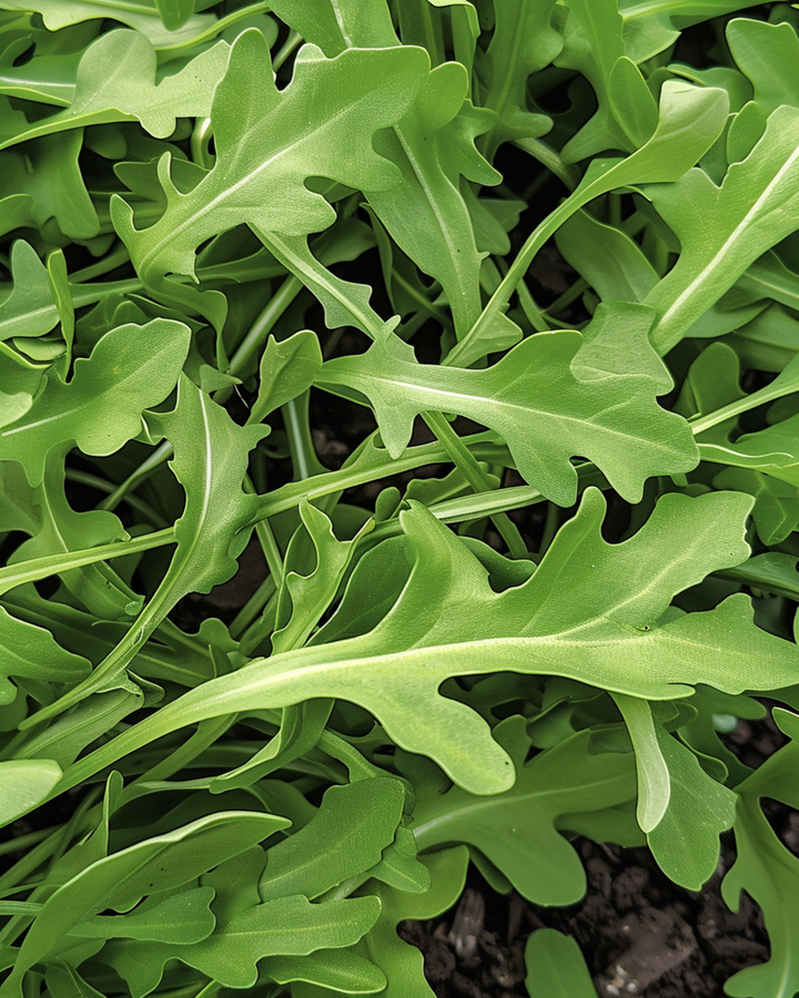 Vild ruccola frön (Diplotaxis tenuifolia) – ettårig grönsak