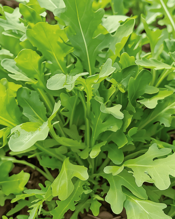 Salladsruccola Wildfire frön (Diplotaxis tenuifolia) – ettårig grönsak