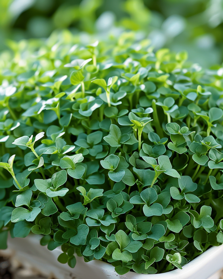Bredbladig kryddkrasse frön (Lepidium sativum) – ettårig grönsak