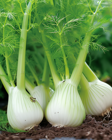 Fänkålsfrön Fino (Foeniculum vulgare) – ettårig grönsak