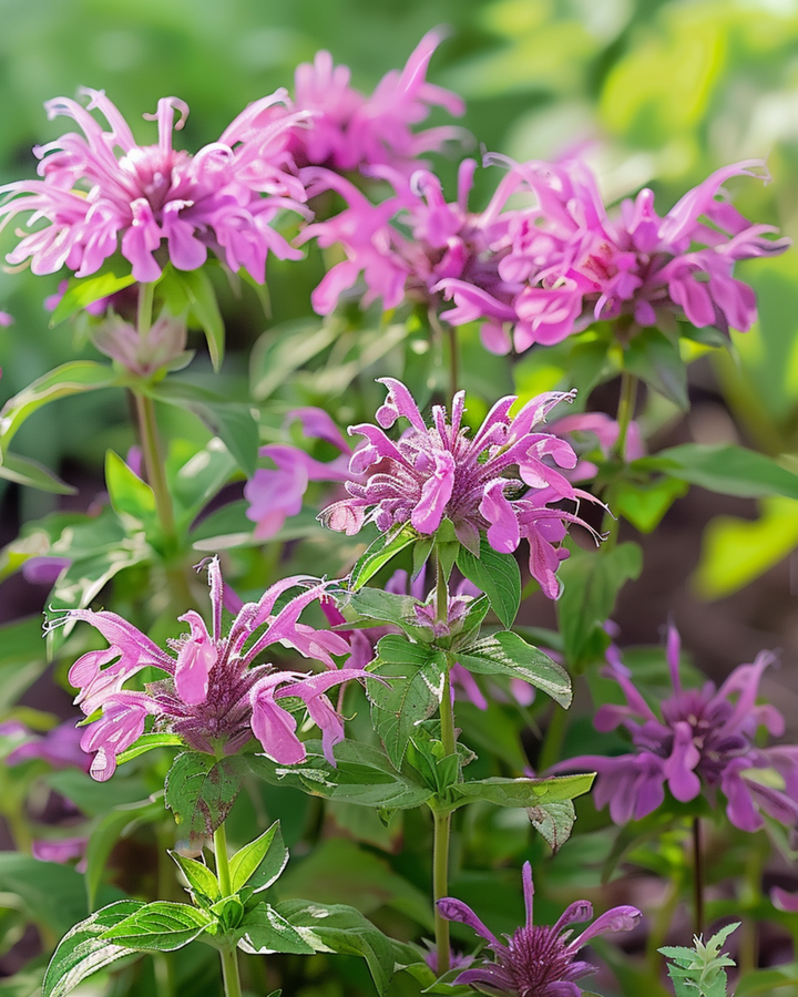 Citronmyntafrön (Monarda citriodora) – ettårig blomma