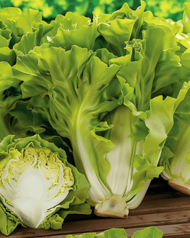 Endivefrön Batavian Green – ettårig Cichorium endivia