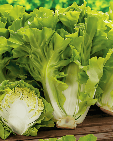 Endive Batavian Green frön (Cichorium endivia) – ettårig grönsak