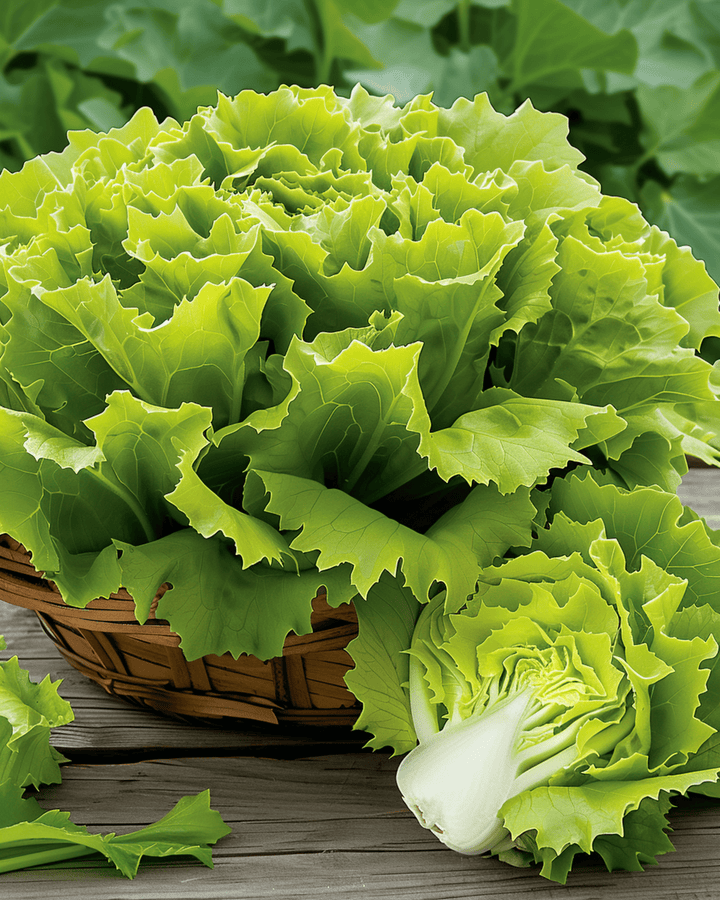 Endive Nuance frön (Cichorium endivia) – ettårig grönsak
