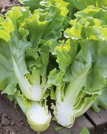 Endive Broadleaved Winter frön (Cichorium endivia) – ettårig grönsak