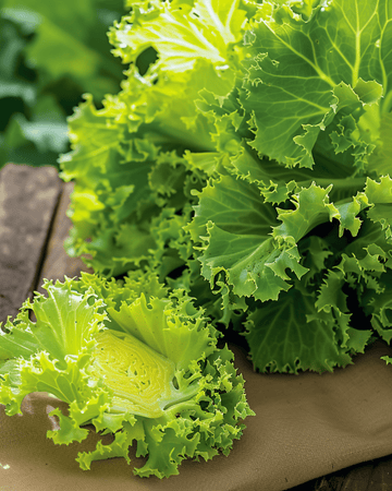 Frissésallat White frön (Cichorium endivia) – ettårig grönsak