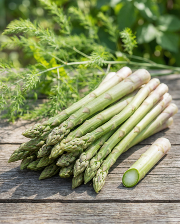 Early Argenteuil (Asparagus officinalis) – fleråriga fröer från SeedsChoice