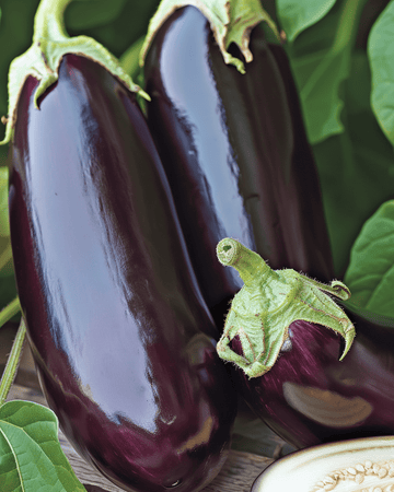 Auberginfrön Violetta Lunga 2 (Solanum melongena) – ettårig grönsak