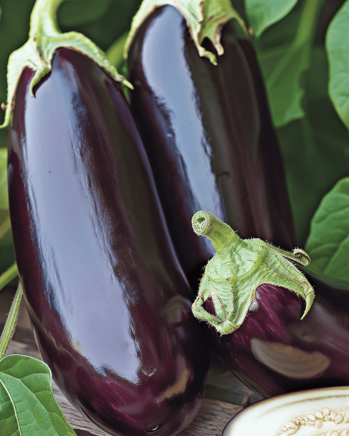 Auberginfrön Violetta Lunga 2 (Solanum melongena) – ettårig grönsak
