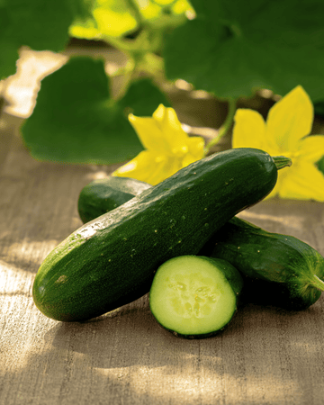 Gurka Hokus frön (Cucumis sativus) – ettårig grönsak