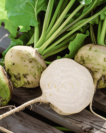 Vit rödbeta Albina Vereduna frön (Beta vulgaris) – ettårig grönsak