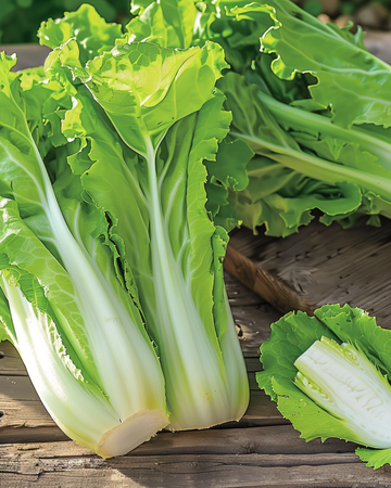 Cikorifrön Sugar Leaf (Cichorium intybus) – ettårig grönsak