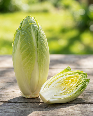 Cikorifrön Sugar Leaf (Cichorium intybus) – ettårig grönsak från SeedsChoice
