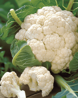 Blomkålsfrön Walcheren Winter 5 Brassica Oleracea tvåårig