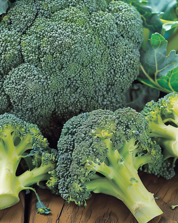 Broccoli Calabrese Natalino frön (Brassica oleracea) – ettårig grönsak