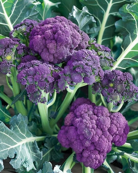 Broccoli Summer Purple frön Brassica oleracea ettårig sort