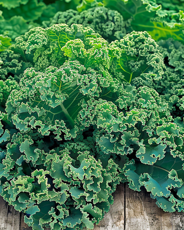 Grönkål Winterbor F1 frön (Brassica oleracea) – ettårig grönsak