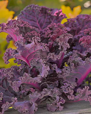 Frön av kruskål Scarlet (Brassica oleracea) – ettårig grönsak