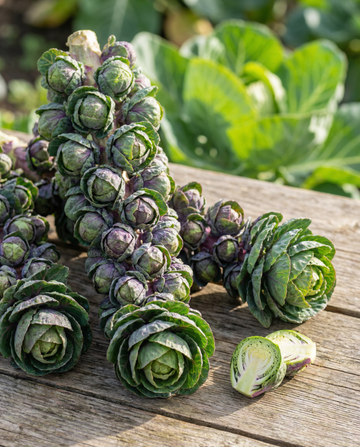 Sprouts Garden Mix F1 (Brassica oleracea) – ettåriga blomfrön från SeedsChoice