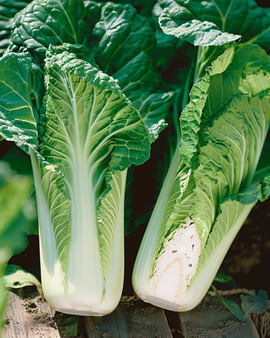 Kinakålsfrön Brassica pekinensis ettårig Granaat Michihli