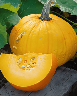 Pumpafrön Cucurbita Maxima gul ettårig sort