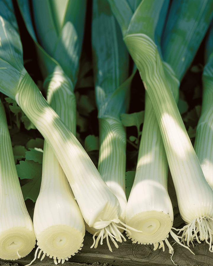 Purjolöksfrön Zwitserse Reuzen (Allium porrum) – ettårig grönsak