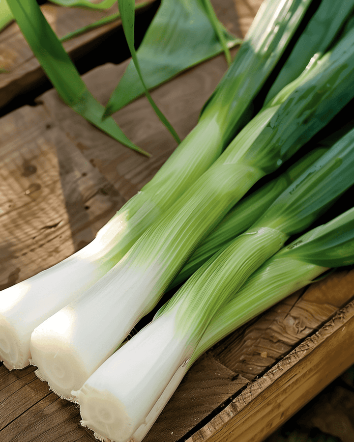 Purjolöksfrön Herfstreuzen 3 Elephant (Allium porrum) – ettårigt grönsaksfrö
