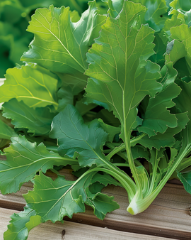 Blad Namenia frön Brassica rapa ettårig bladgrönsak