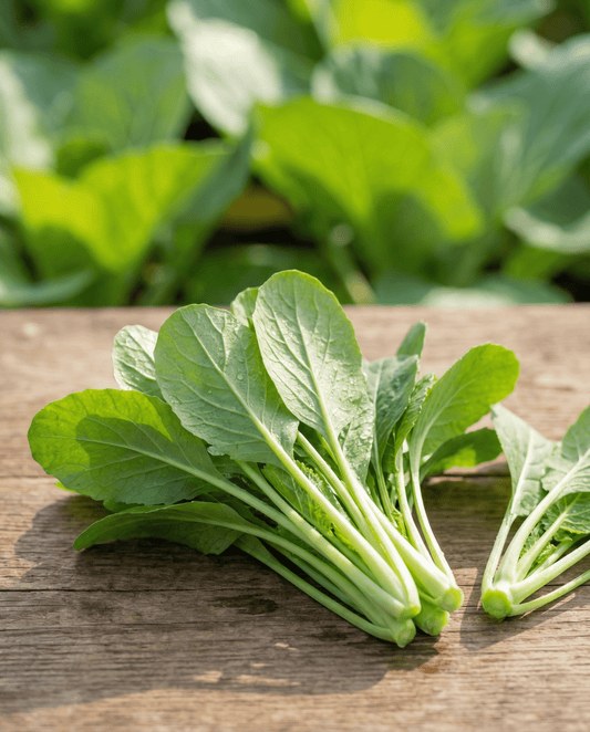 Blad Namenia Leaf (Brassica rapa) – ettårigt grönsaksfrö från SeedsChoice