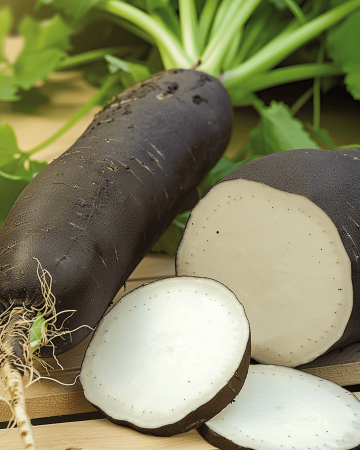 Vinterrädisa Noir Long Poids D Horloge frön (Raphanus sativus) – ettårig grönsak