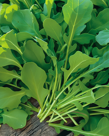 Salladsruccolafrön (Eruca sativa) – ettårig grönsak