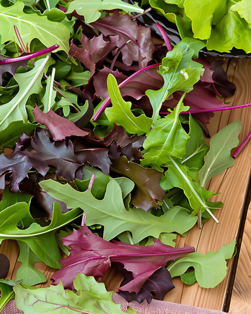 Babyleaf-sallatsfrön (Lactuca sativa) – ettårig grönsak