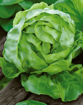 Sallatfrön Hilde Ii Lactuca Sativa ettårig
