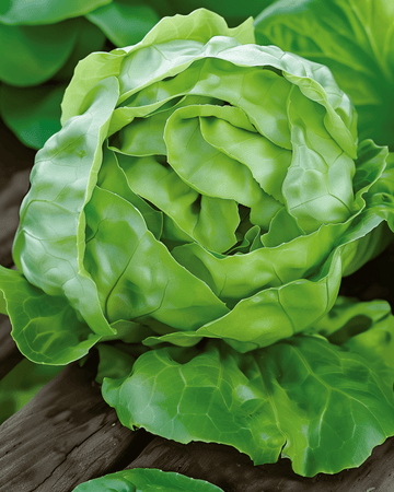 Sallatfrön Hilde Ii (Lactuca sativa) – ettårig grönsak