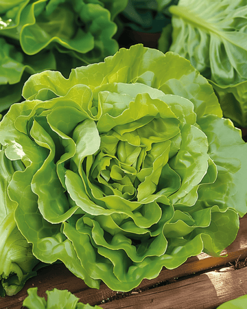 Salladsfrön Neckarreuzen Summer Diamond (Lactuca sativa) – ettårig grönsak