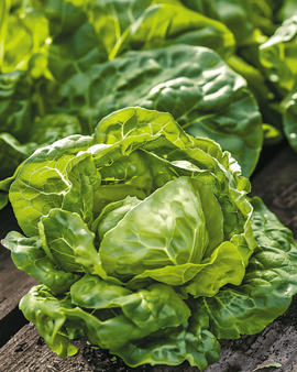 Salladsfrön Zwart Duits Lactuca Sativa ettårig