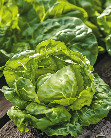 Sallat Zwart Duits frön (Lactuca sativa) – ettårig grönsak