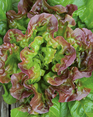 Sallat Merveille Des Quatre Saisons frön (Lactuca sativa) – ettårig grönsak