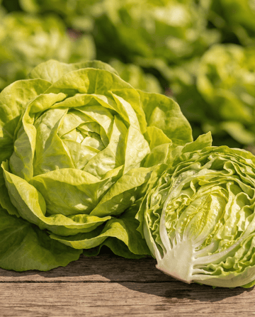 Sallat Appia Smörhuvud (Lactuca sativa) – ettåriga grönsaksfrön från SeedsChoice