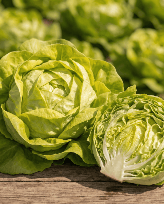 Sallat Appia Smörhuvud (Lactuca sativa) – ettåriga grönsaksfrön från SeedsChoice