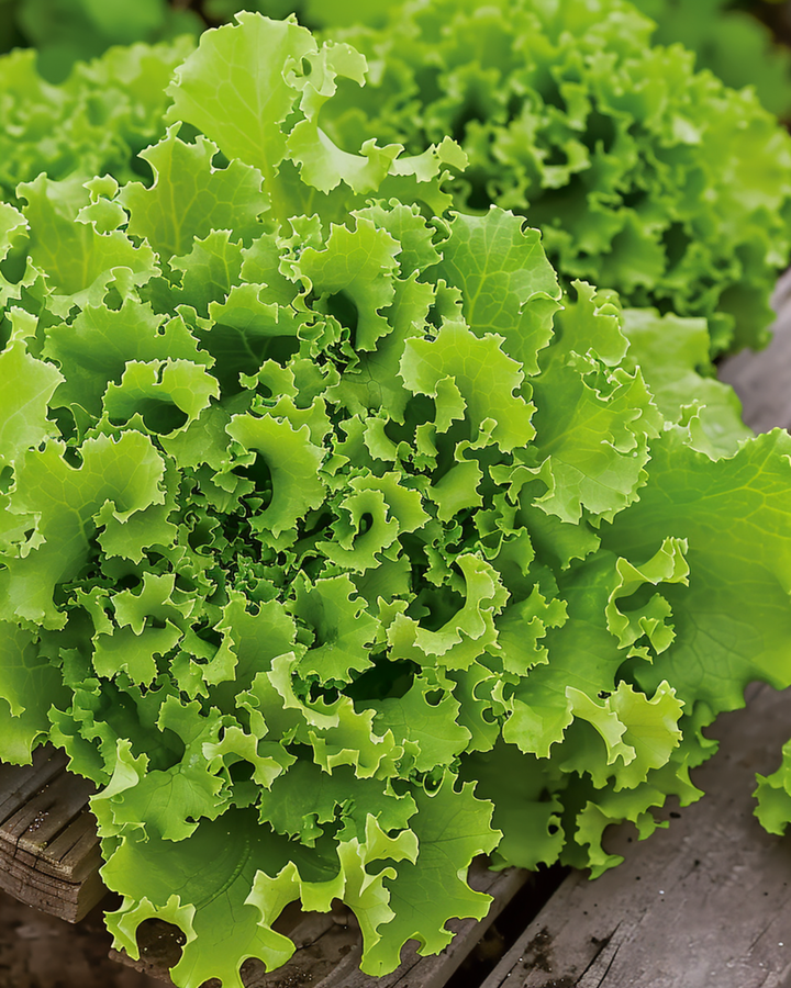 Lollo Bionda-sallatsfrön (Lactuca sativa) – ettårig grönsak