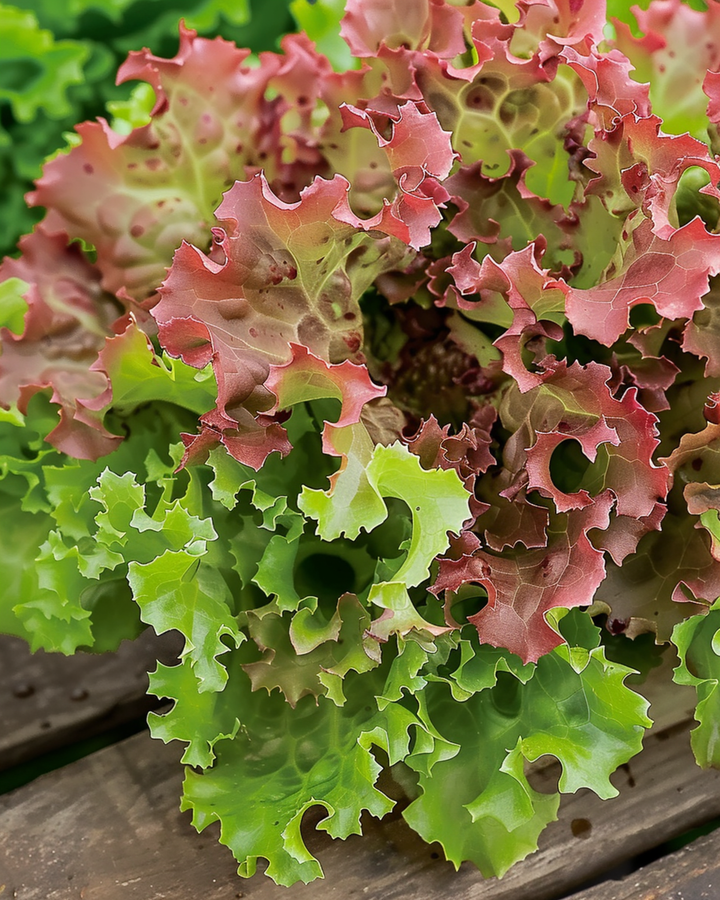Lollo Rossa-sallatsfrön (Lactuca sativa) – ettårig grönsak