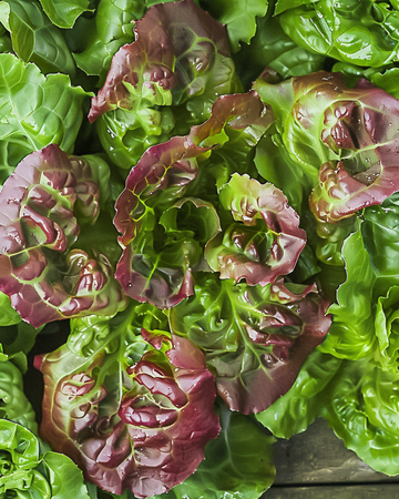 Bladlattuce Amerikaanse Roodrand frön (Lactuca sativa) – ettårig grönsak