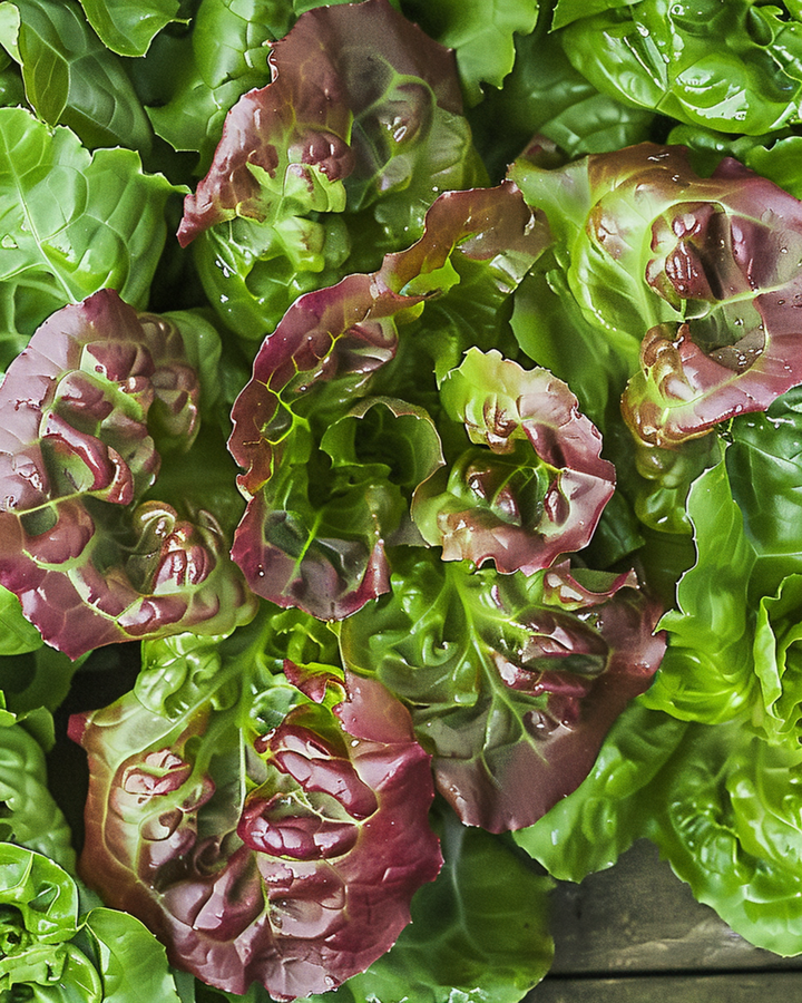Bladlattuce Amerikaanse Roodrand frön (Lactuca sativa) – ettårig grönsak
