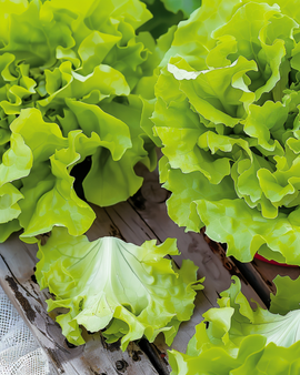 Plocksallat frön Lactuca Sativa ettårig Australische Gele