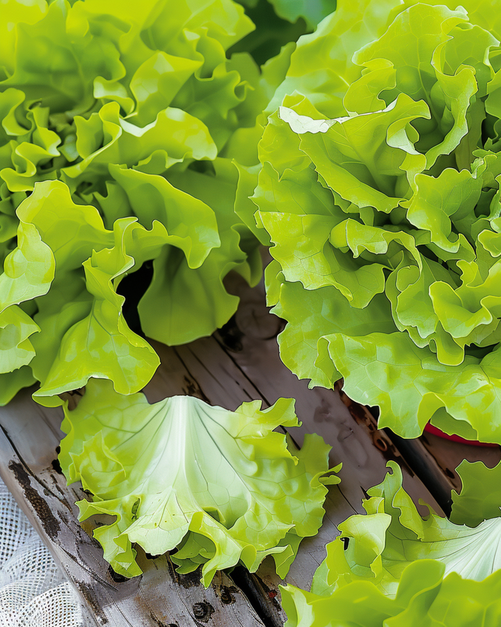 Bladlattuce Australische Gele frön (Lactuca sativa) – ettårig grönsak