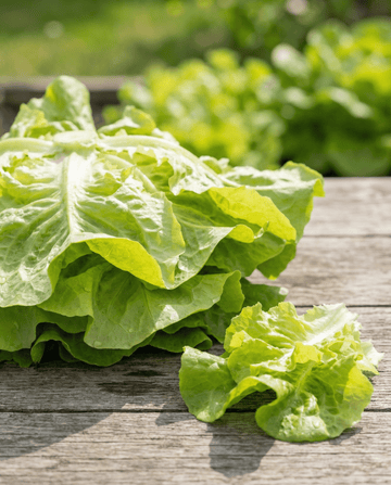 Bladlattuce Australische Gele (Lactuca sativa) – ettåriga grönsaksfrön från SeedsChoice